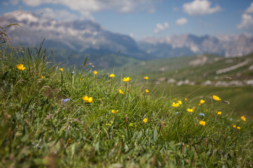 Summer flowering of common buttercups on alpine meadow.The scientific name is Ranunculus acris. Dolomite landscape blurred in the background