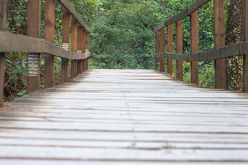 Fototapeta na wymiar Escaleras de madera en el bosque, para caminar o practicar senderismo y ecoturismo