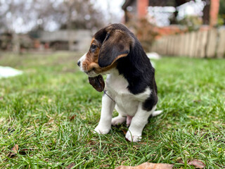 A small month-old beagle puppy sits on the lawn grass with a leaf in its mouth against the backdrop...
