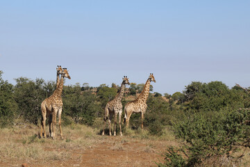 Giraffe / Giraffe / Giraffa Camelopardalis