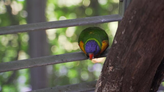 Colorful rainbow lorikeet gnaw a tree