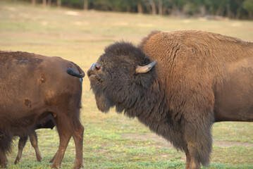 American Bison, bull in rut in park national park