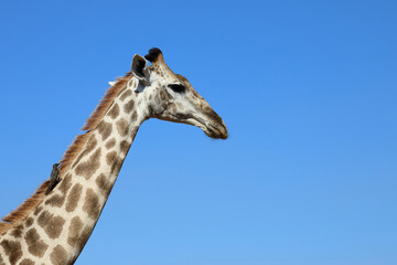 Giraffe / Giraffe / Giraffa Camelopardalis..