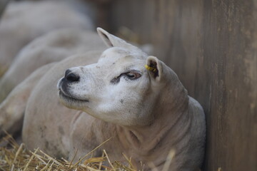 Fototapeta premium close up of a sheep