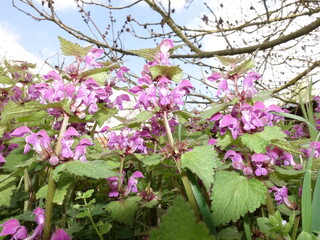 Nahaufnahme einer Gefleckte Taubnessel (Lamium maculatum)