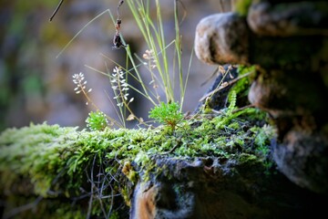 moss on the stone