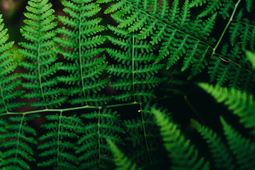 Close up of bracken in forest