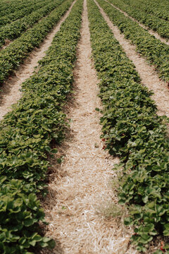 View of strawberry field