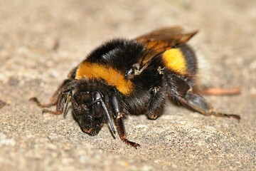 Duża samica trzmiela ziemnego  (Bombus terrestris)