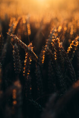 Close up of crops in field during sunset