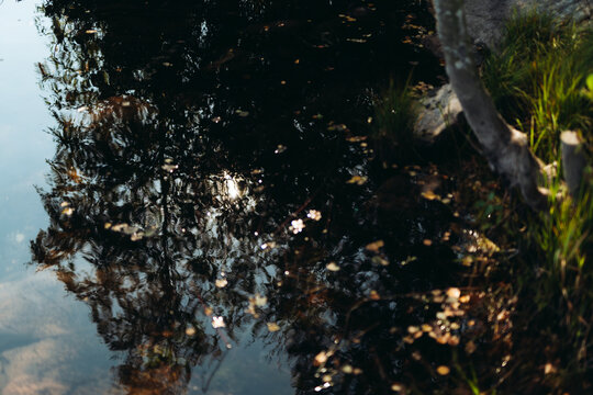 View of reflection of tree in lake