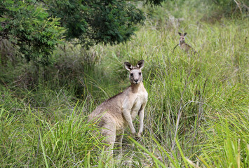 Wild Kangaroo in grass - Churchill National Park, Victoria, Australia