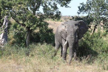 Fototapeta premium Afrikanischer Elefant / African elephant / Loxodonta africana