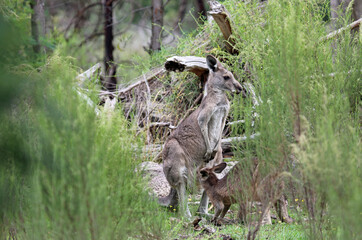 Scene with Kangaroo mother and her joey - Churchill National Park, Victoria, Australia