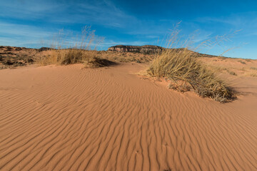 Hummock With  Sand Dunes and The White Cliffs In The Distance, Coral Pink Sand Dunes State Park, Utah, USA