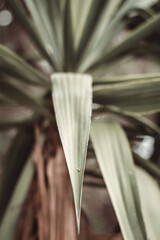 Obraz premium flower petals. vintage photo of plants