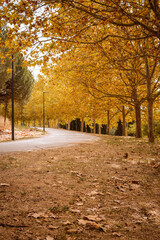 walk in the fresh air in the autumn park. trail in the park. morning walk. autumn and winter