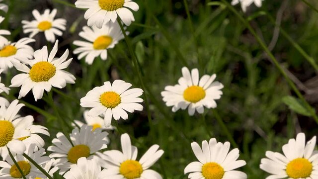 4K video of white daisy flower with green leafs. Chamomile plants background in the wild. Natural beauty in spring 