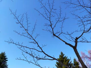 branches against blue sky
