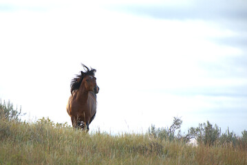Wild Horses, stallion galloping on the prairie