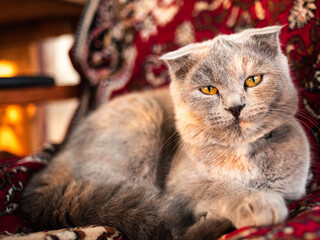 Tortoise british cat rest on the red sofa