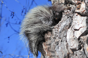 Young porcupine clinging on old tree stump soaking up the winter sunshine