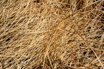 Closeup view of golden hay texture for background.