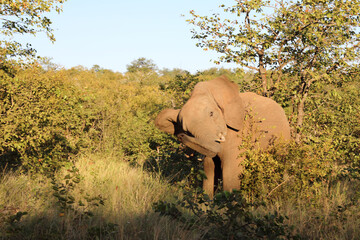 Afrikanischer Elefant / African elephant / Loxodonta africana