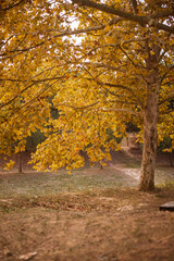 lonely autumn tree in the middle of the park.