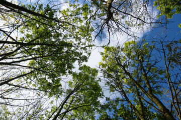 Young leaves in the shade