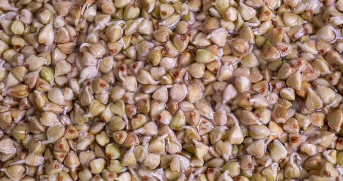 macro shot of sprouting white buckwheat in time lapse, health food concept