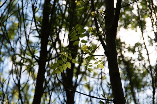 Young leaves in the shade