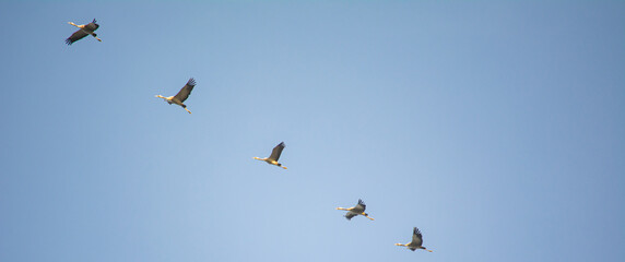 Zugvögel im Flug