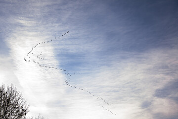 Zugvögel in Formation