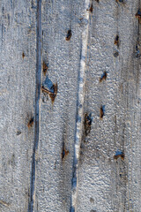 Texture of old construction boards with rusty bent nails. Weathered rough gray surface of dry wood. Natural rustic background.