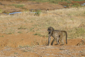 Bärenpavian / Chacma baboon / Papio ursinus.