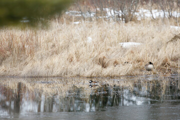 Hooded Merganser, male. Head tucked to sleep.