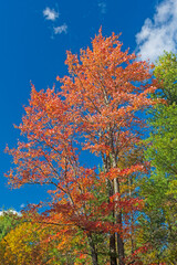 Red Leaves Against a Blue Sky