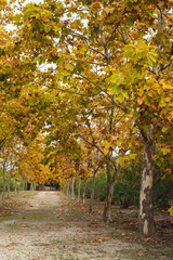 Naklejka premium road in the autumn park between rows of small trees.