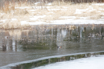 Hooded Merganser, male. Peering