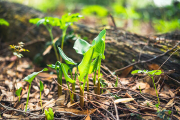 small green leaves sprouting from under the ground, which is covered with autumn leaves.