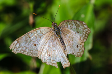 Mariposa