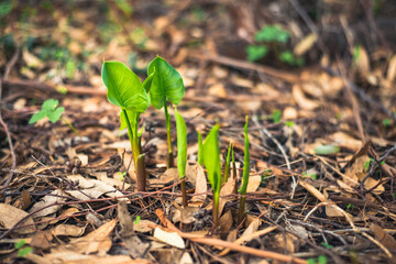 small green leaves sprouting from under the ground, which is covered with autumn leaves.