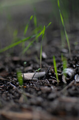 Fototapeta premium New plants growing on forest, Spain