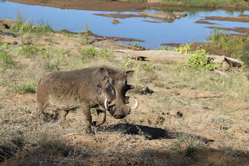 Warzenschwein / Warthog / Phacochoerus africanus..