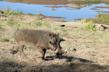 Warzenschwein / Warthog / Phacochoerus africanus