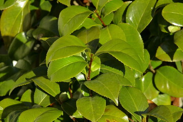 Luscious Green Camellia leaves in spring.
