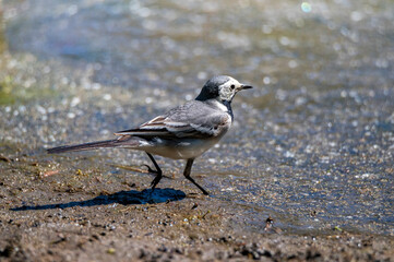 Close up of young white wagtail on the ground