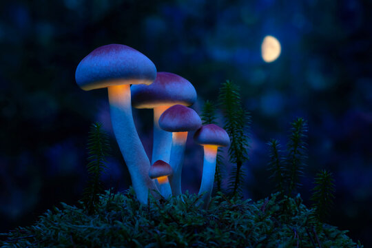 Fantastic world of mushrooms. Glowing mushrooms in the night forest. Night landscape.