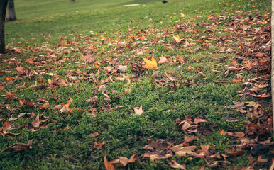 fallen yellow leaf in the sun on the grass. walk in the autumn park